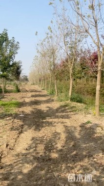 16公分金叶复叶槭