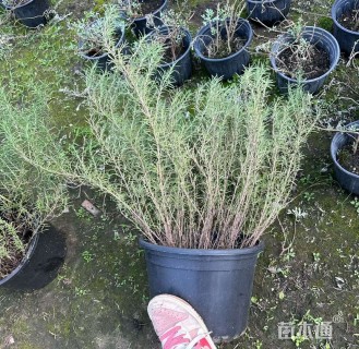 高度40厘米迷迭香