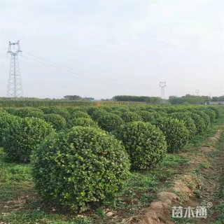 冠幅180厘米卫矛球