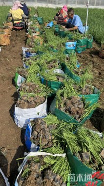 高度15厘米马莲