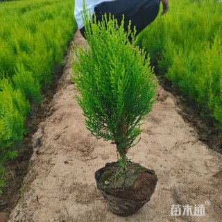 高度35厘米洒金柏