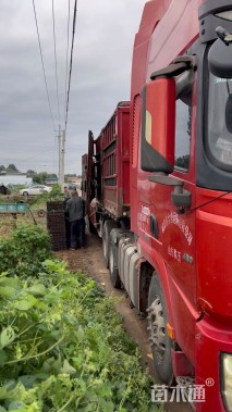 高度30厘米紫露草