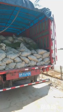 高度40厘米粉黛乱子草