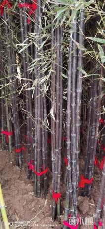 地栽苗紫竹