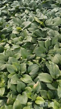 高度30厘米玉簪