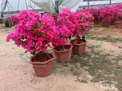 高度60厘米三角梅