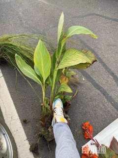 高度70厘米花叶美人蕉