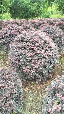 冠幅80厘米红花继木球