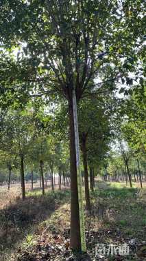 14公分大叶女贞