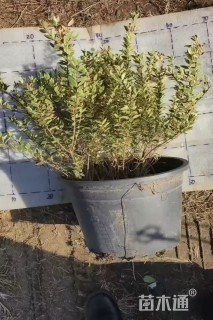 高度40厘米花叶香桃木