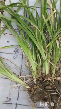 高度30厘米常绿萱草