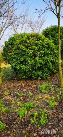 高度300厘米中华石楠