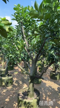 15公分柚子树