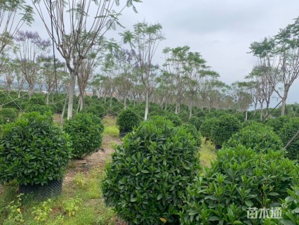 高度120厘米非洲茉莉球