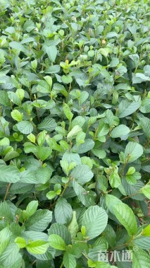 0.3公分川滇桤木