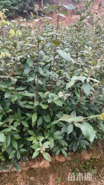 高度60厘米赤皮青冈