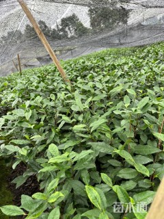 高度45厘米茶树