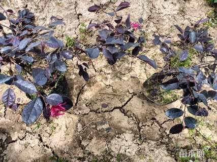 高度40厘米红花继木