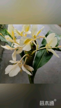 高度15厘米姜花