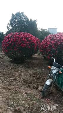 冠幅150厘米月季花球