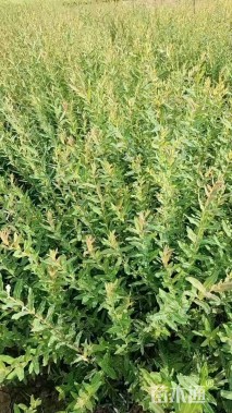 高度50厘米杞柳