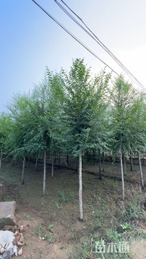 10公分榆树