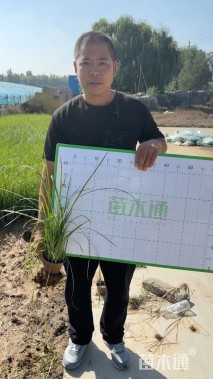 高度20厘米马莲