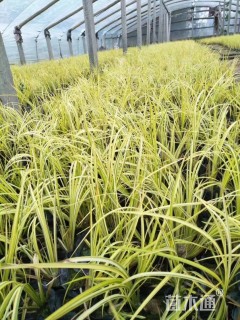 高度30厘米金叶石菖蒲