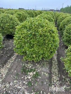 高度120厘米金边黄杨