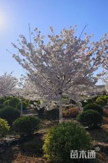 15公分美利坚樱