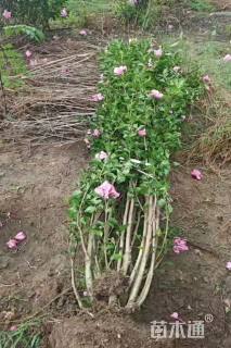 高度180厘米丛生木槿