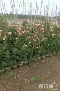 高度110厘米大花月季