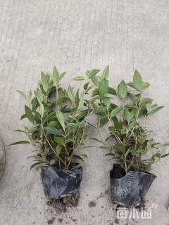 高度20厘米巴西野牡丹