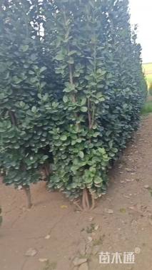 高度120厘米北海道黄杨