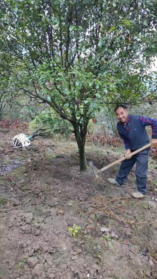 12公分香泡