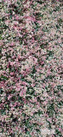 30厘米花叶络石