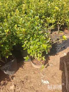 高度35厘米杜鹃