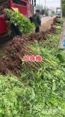 高度40厘米华北珍珠梅