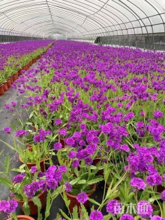 高度20厘米马鞭草