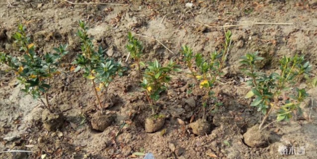 高度30厘米春鹃小苗