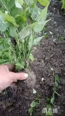 高度40厘米棣棠