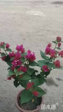 高度25厘米三角梅
