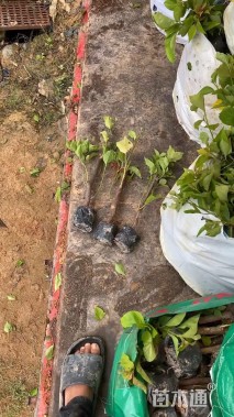 高度30厘米垂筒花