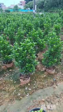 高度100厘米火山榕