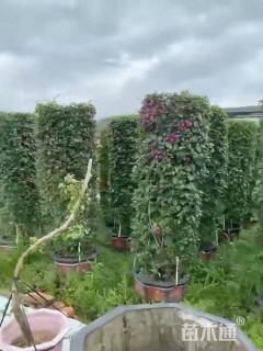高度10厘米福禄考