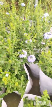 高度50厘米蓝雪花