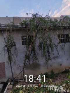 高度3500厘米枸杞