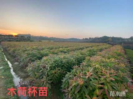 高度80厘米木荷小苗