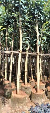 6公分大五星枇杷苗