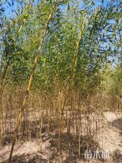 地栽苗金镶玉竹